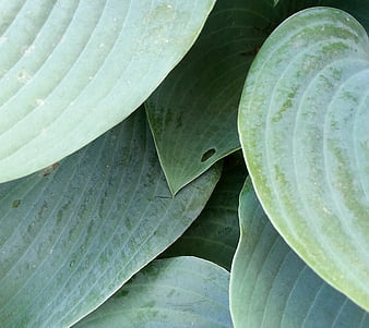 HD hosta wallpapers | Peakpx