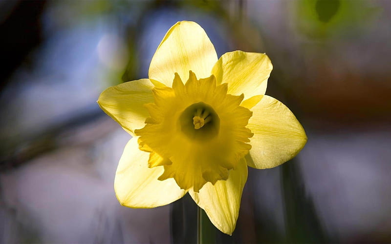 daffodil-2012 flowers Featured, HD wallpaper