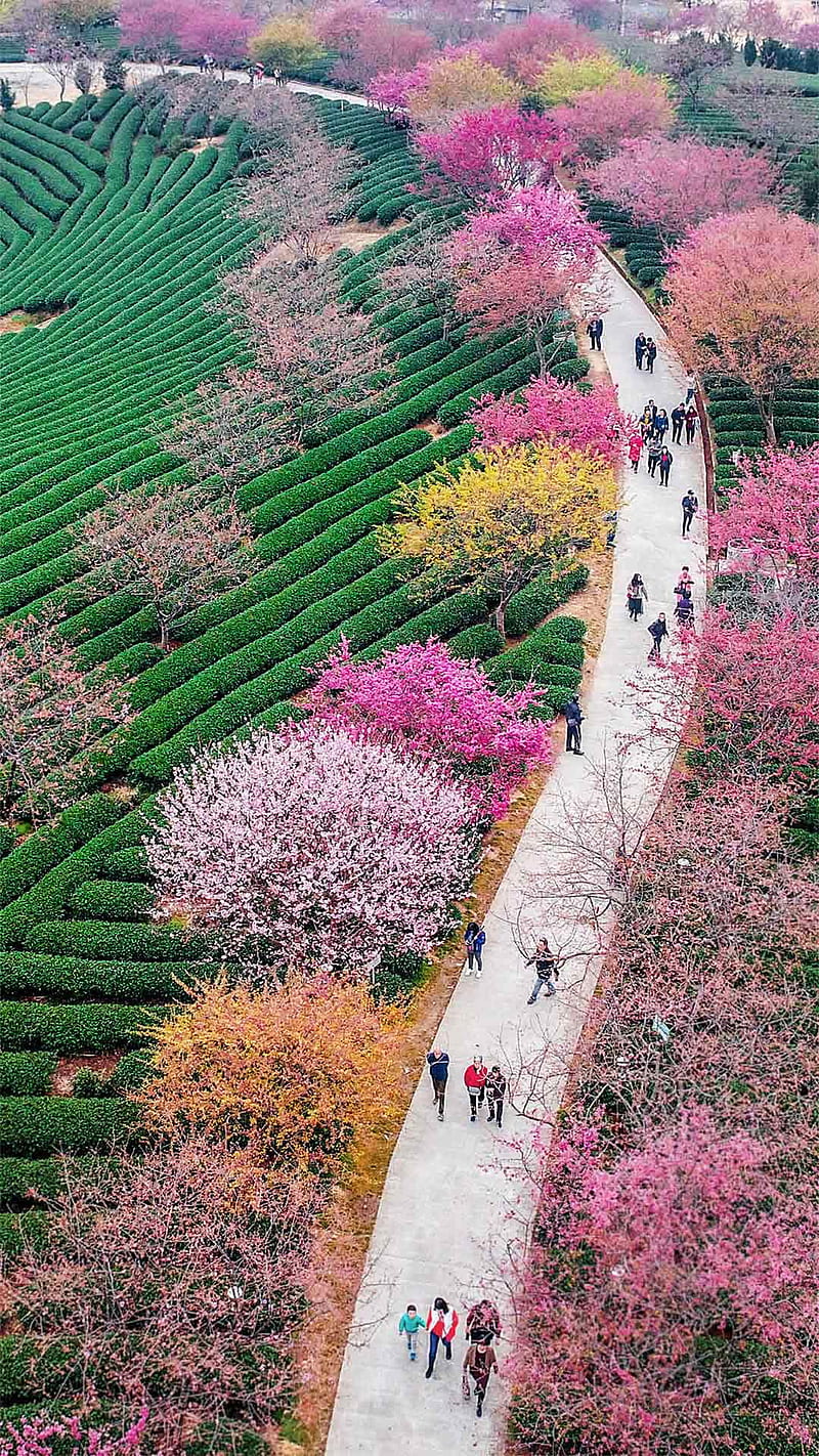 Cherry Blossom , blossom, blossoming, cherry, china, longyan, plantation, romantic, tea, trees, HD phone wallpaper
