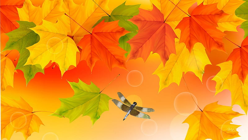 Brightness of Fall Colors, change, fall, autumn, orange, fresh, breeze, yellow, leaves, gold, green, bright, bubbles, dragonfly, maple tree, season, HD wallpaper