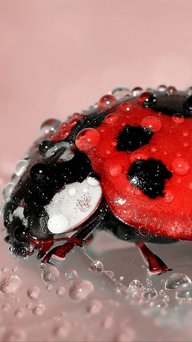 1920x1080px, 1080P free download | Ladybug, red, HD phone wallpaper