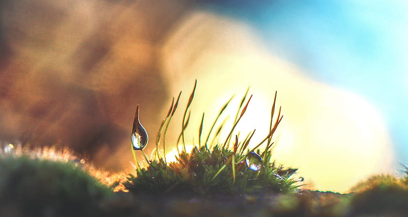 Moss Water Drops Of Water, drops, nature, grass, forest, green, HD wallpaper