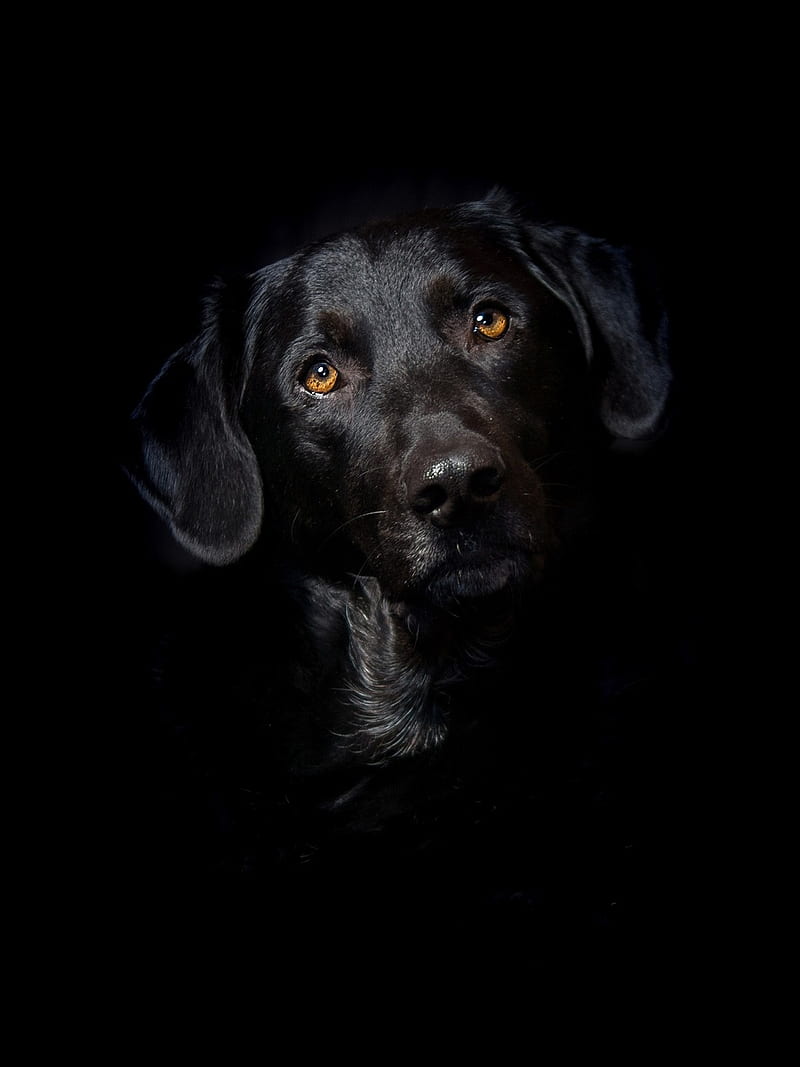 Black Labrador, background, dog, dogs, puppy, HD phone wallpaper
