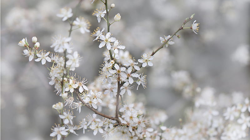 Cherry Plum Blossoms, sakura, tree, black and white, flowers, blossoms, spring, white, cherry blossoms, plum blossoms, HD wallpaper