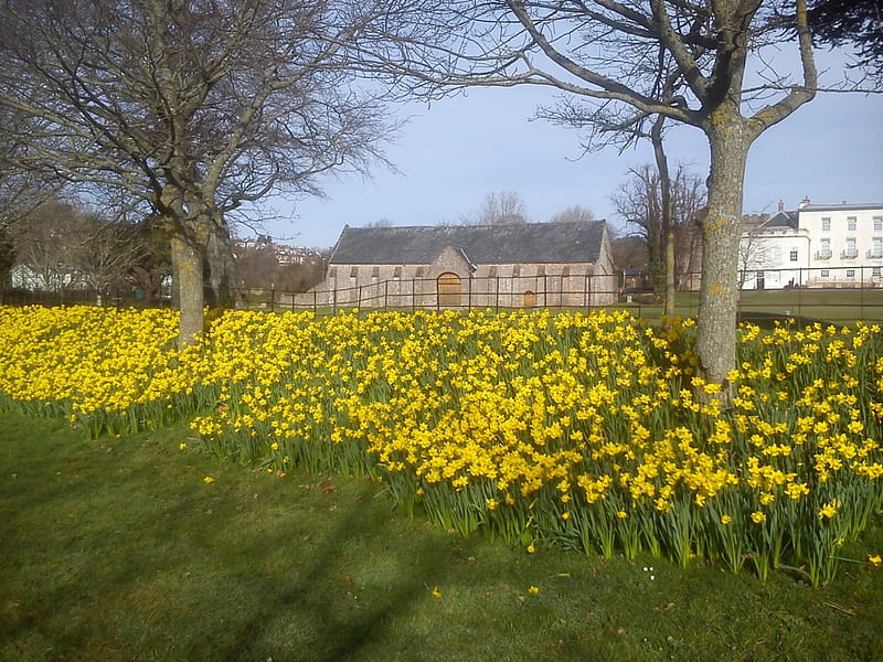 Daffodils at Torre Abbey, torquay, devon, daffodils, flowers, tower, abbey, barn, HD wallpaper