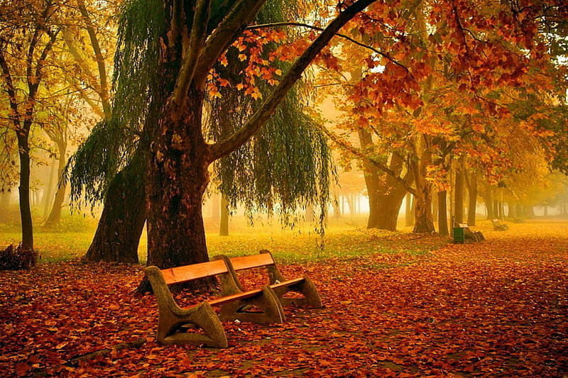 Autumn park, rest, fall, autumn, bench, colors, bonito, park, trees ...