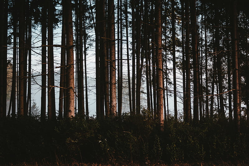 forest, trees, fog, trunks, HD wallpaper
