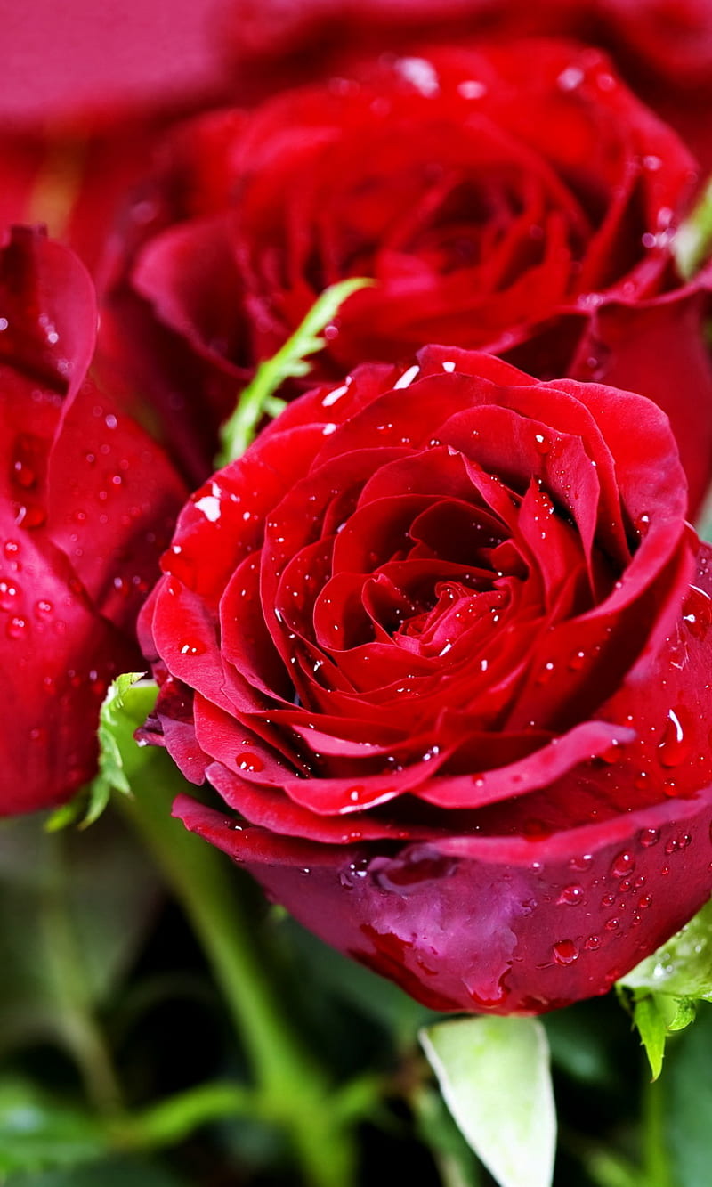 गुलाब का फूल - Yahoo India Image Search results | Rose flower hd, Beautiful  rose flowers images, White rose flower