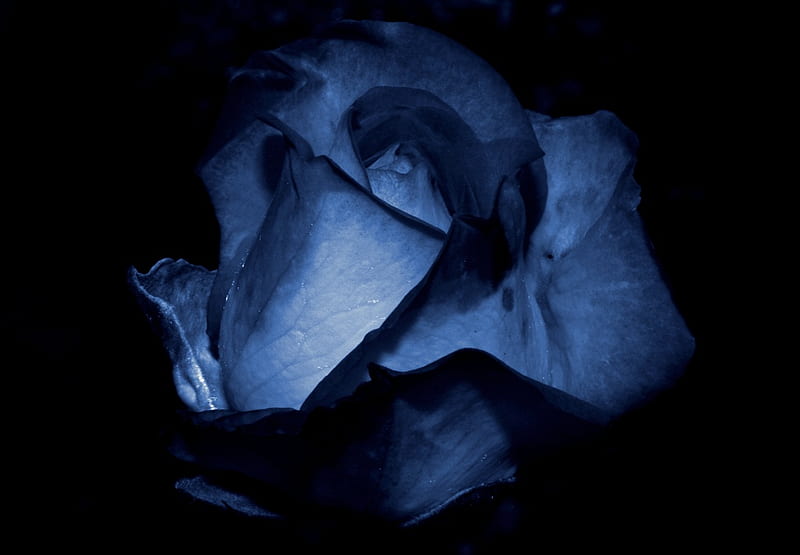 Midnight Rose, flowers, midnight, rose, magnific, HD wallpaper