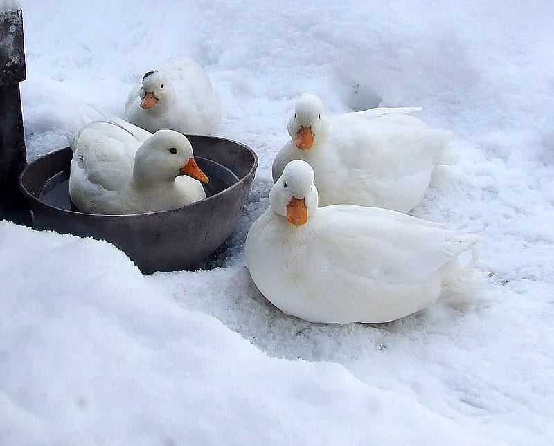 The snow-whites :), snow, ducks, nature, white, animals, winter, HD wallpaper