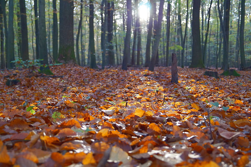 dried leaves on ground, HD wallpaper