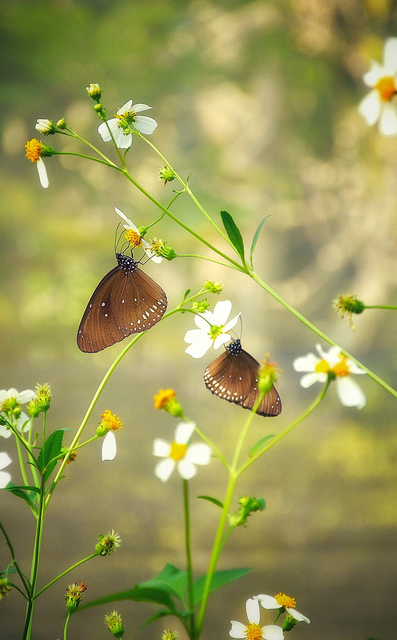Lonely butterflies, butterfly, flowers, green, makro, nature, HD phone wallpaper