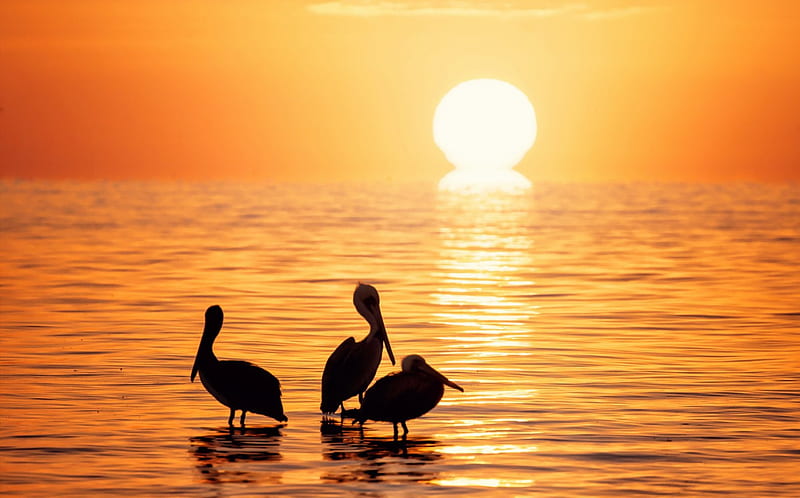 * Amazing sunset *, besutiful, birds, nature, sunset, lake, HD wallpaper