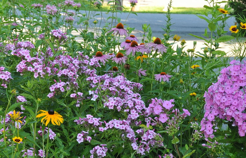 Summer Flowers, leaves, purple, phlox, coneflower, plants, yellow, petals, HD wallpaper
