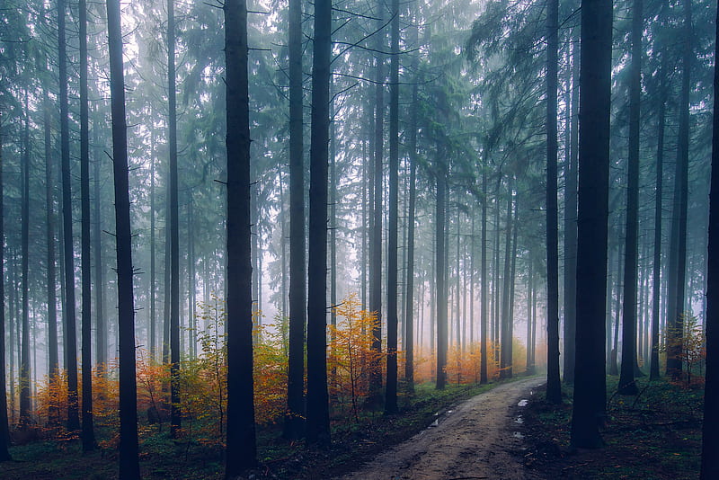 Mist Fog Trees Path Forest, fog, trees, forest, nature, HD wallpaper
