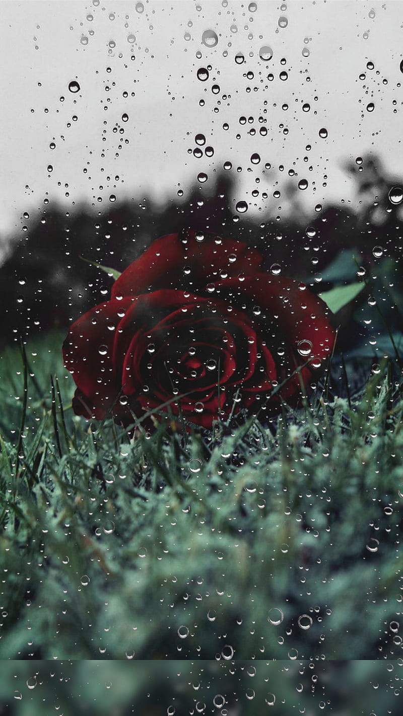 Rose and Water, aesthetic, bonito, beauty, mashaallah, nature, raindrops, roses, scenery, soothing, HD phone wallpaper