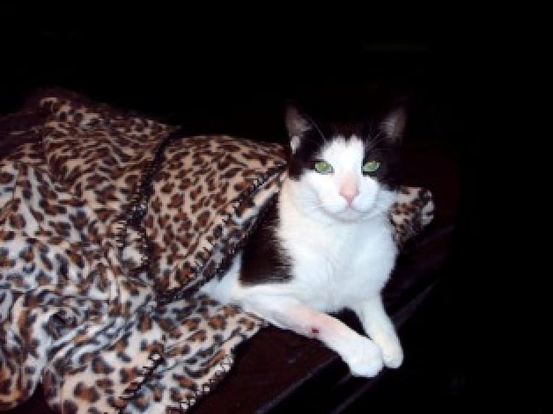 Cat-Fatso, cute, paws, tuxedo, cat, relaxing, cats, tuxedo cats, HD wallpaper