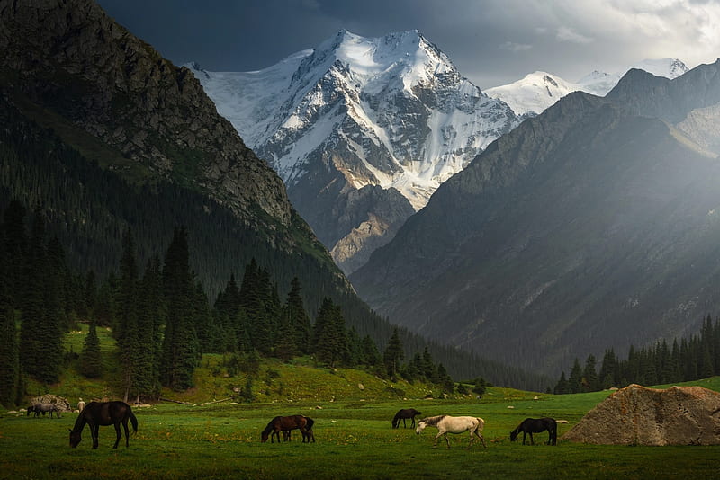 snowline, mountains, meadows, horses, scenery, field, Landscape, HD wallpaper