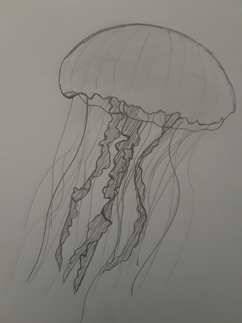Jellyfish, jelly, fish, sketch, drawing, HD phone wallpaper