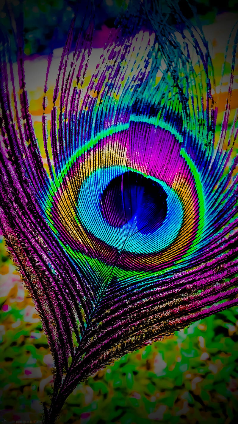 Peacock feather, colorful, feather, glitter, peacock, bokeg, pana, HD  wallpaper | Peakpx