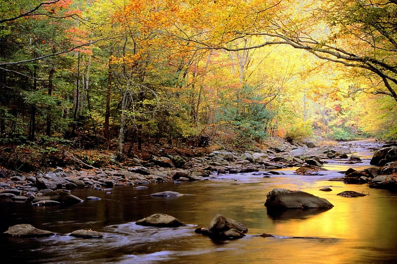 River in Tennessee National Park, Trees, Branches, River, Leaves, Rocks, HD wallpaper