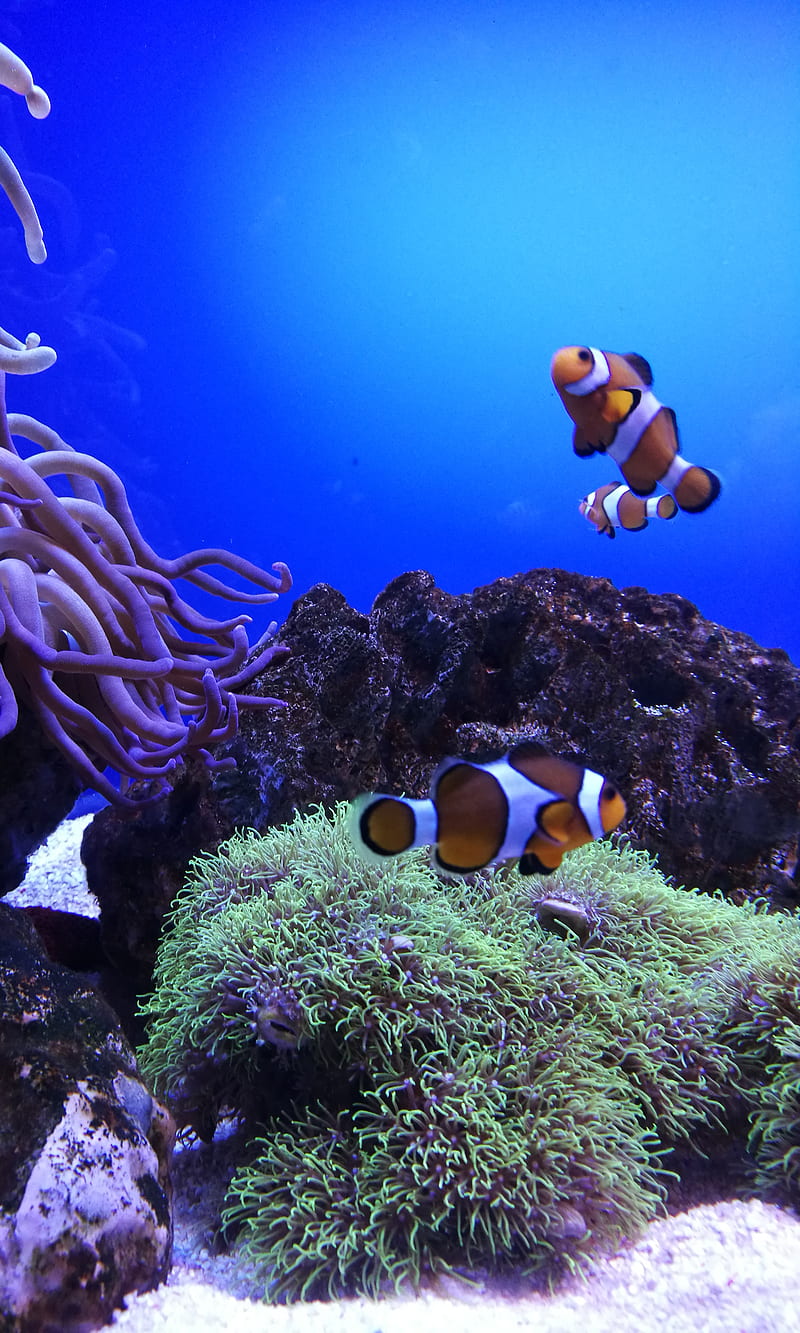 Palma Aquarium, nemo, ocean, sea, water, HD phone wallpaper | Peakpx