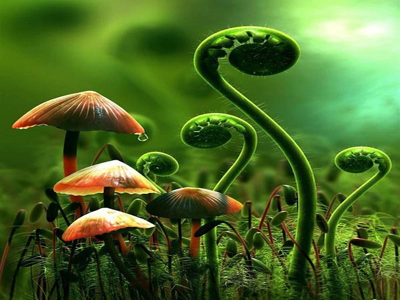 Nature Unfolding, forest, awake, fern, mushroom, nature, bonito, unfold, HD wallpaper