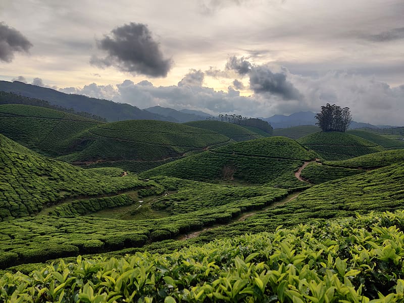 Kolukkumalai Tea Plantation, plantation, kolukkumalai, tea, munnar, kerala, HD wallpaper