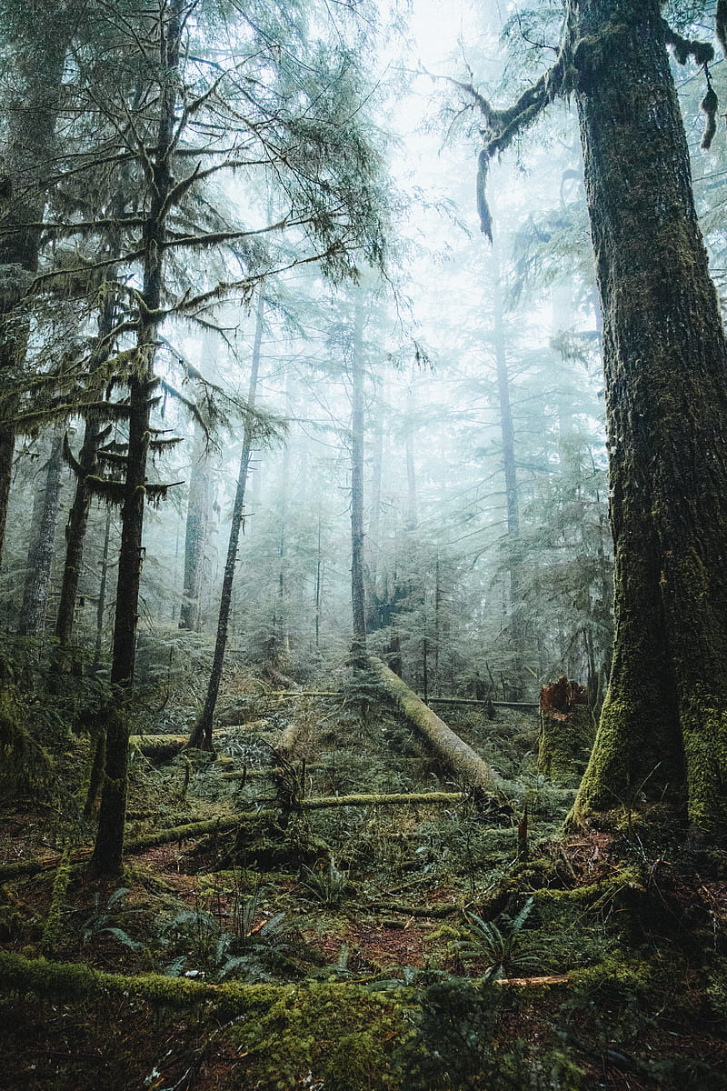 forest, trees, fog, light, nature, HD phone wallpaper