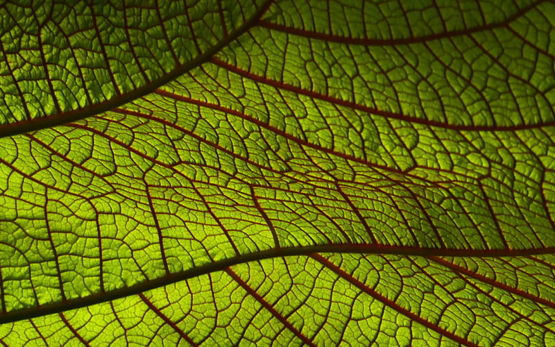 Texture, green, nika akin, leaf, red, skin, HD wallpaper
