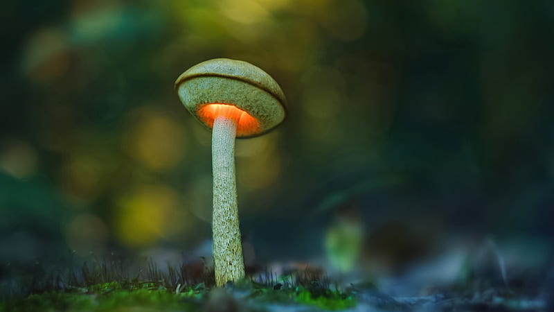 Macro Mushroom With Shallow Background Nature, HD wallpaper