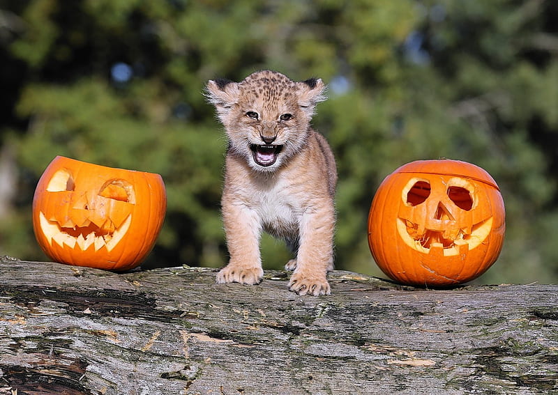 Grrrr! Happy Halloween!, orange, halloween, pumpkin, cub, funny face, lion, animal, HD wallpaper