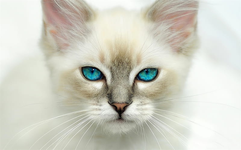 American Shorthair, white cat, muzzle, blue eyes, pets, cats, American Shorthair Cat, HD wallpaper