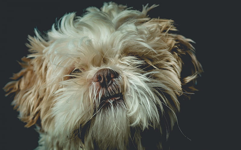 Shih Tzu, cute curly dog, portrait, white little dog, pets, Chrysanthemum Dog, HD wallpaper