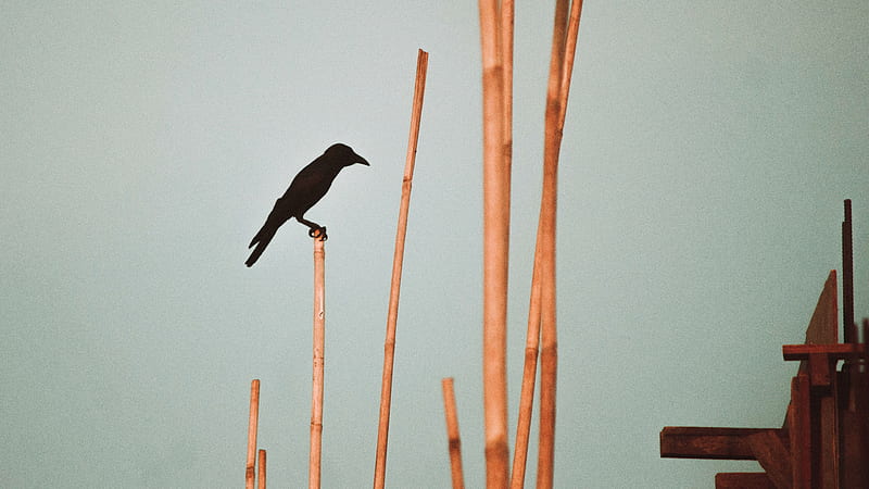 crow perching on bamboo stick, HD wallpaper