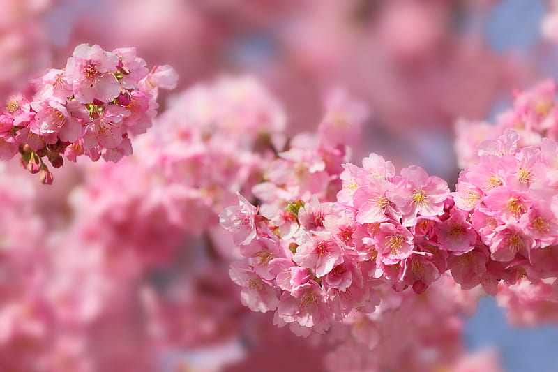 Nature, Sakura, Earth, Japan, Spring, Cherry Blossom, Blossom, HD wallpaper