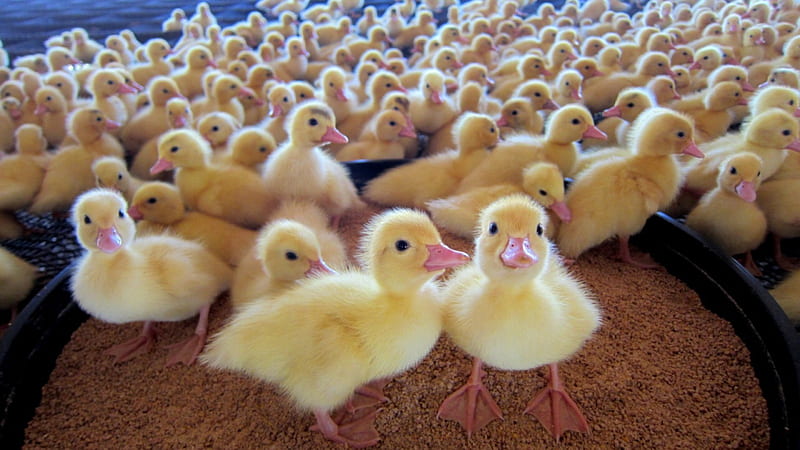 Three days old baby ducks, cute, lovely, Duck farm, baby ducks, adorable, Three days old, HD wallpaper