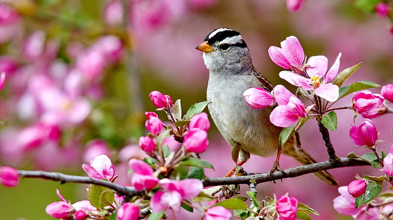 Bird of spring on flowers, colors of nature, colorful, pink flowers, birds, landscpae, spring, buds, forces of nature, tree, splendor, paradise, blossoms, nature, lovely flowers, HD wallpaper