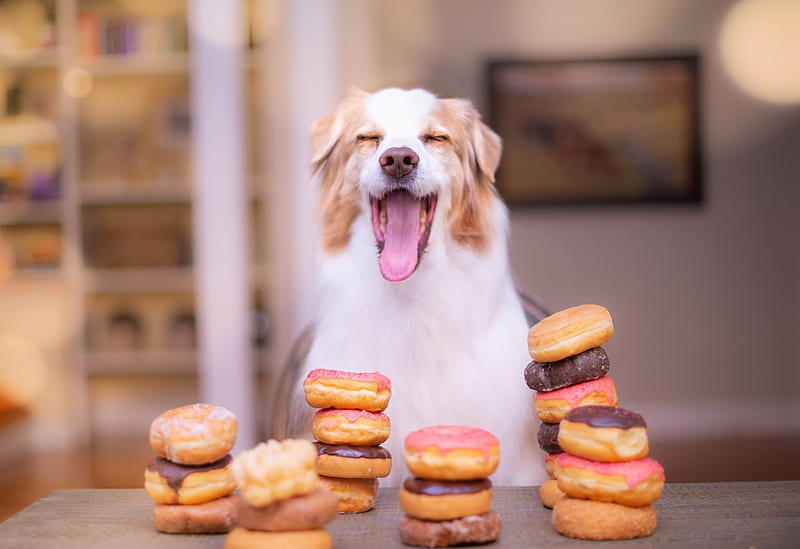 Dogs, Dog, Doughnut, Pet, HD wallpaper