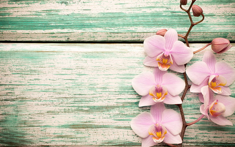 Orchids, orchid, texture, flower, pink, wood, blue, card, HD wallpaper