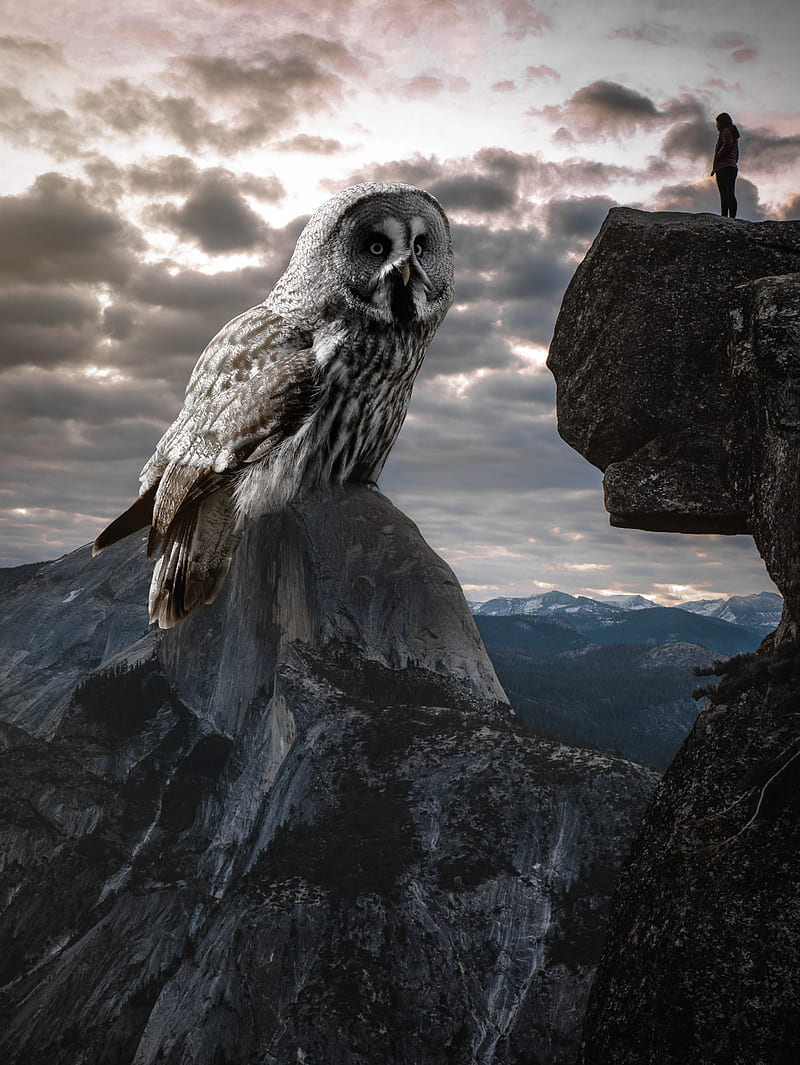 Giant Owl, animal, cliff, clouds, mountain, nature, savage, sky, surreal, HD phone wallpaper