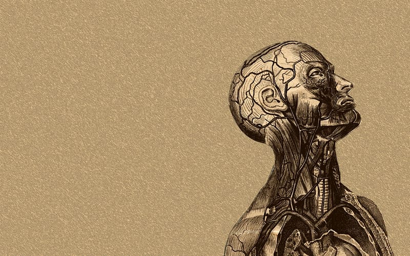 anatomy of the brain -, Human Anatomy, HD wallpaper