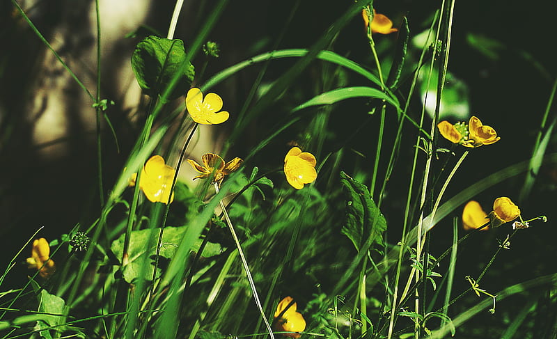 Selective Focus graphy of Yellow Petaled Flowers, HD wallpaper