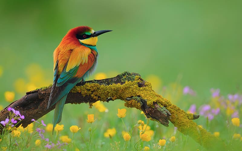 Nature, Birds, Flower, Bird, Branch, Animal, Colorful, Spring, Bee Eater, European Bee Eater, HD wallpaper