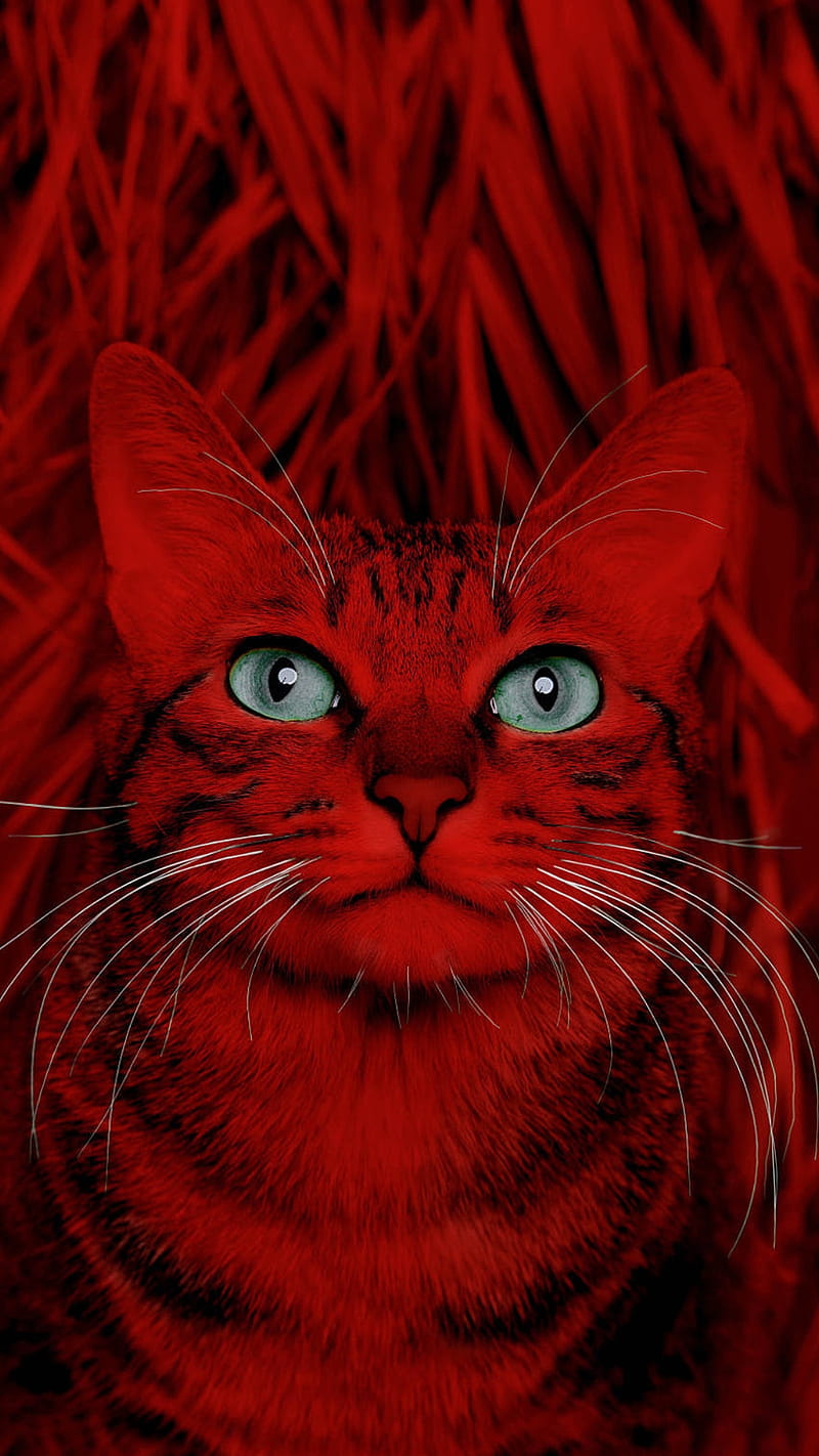 Покажи red cat. Ред Кэт. Red Cat лицо. Котик ред кет. Red Cat в реальной жизни.