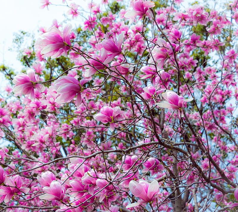 Spring Magnolia, HD wallpaper