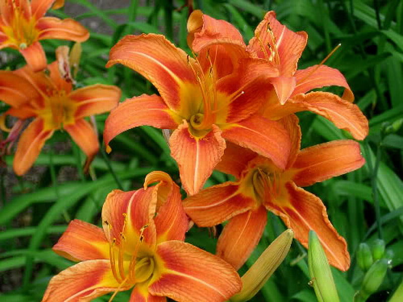 FIELD LILIES, lilies, pretty, flowers, orange, HD wallpaper | Peakpx