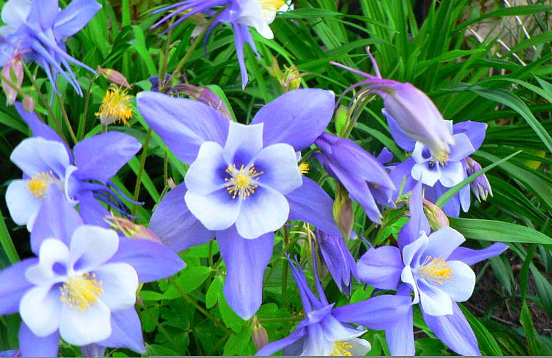 Blue Columbine, flower, columbine, blue, perennial, HD wallpaper