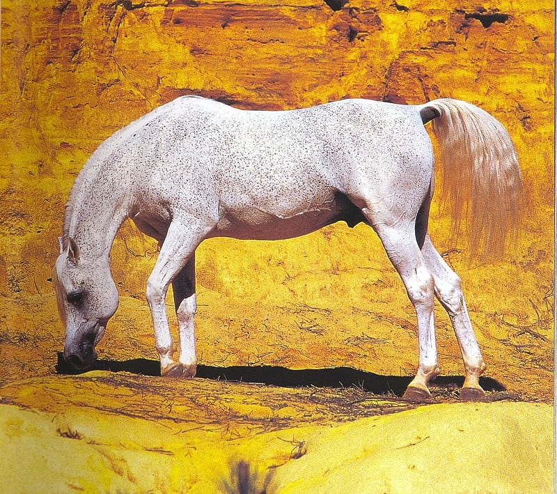 Arabian Grazing, pasture, graze, horses, arabian, HD wallpaper
