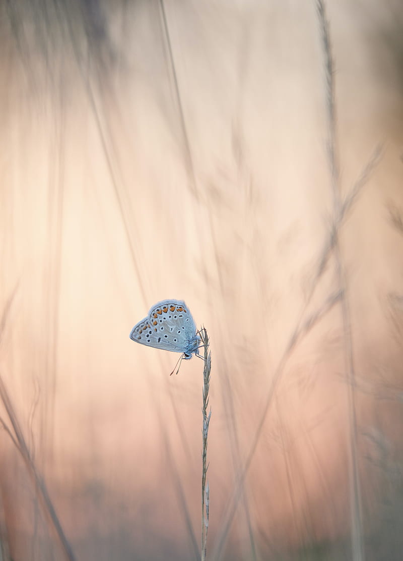 butterflies, wings, ears, grass, HD phone wallpaper